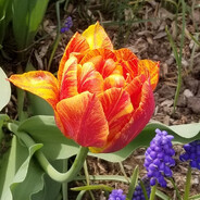 stoneflower